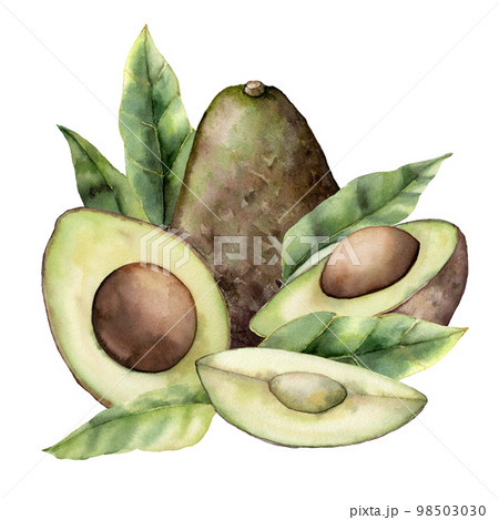 Watercolor summer card with avocado, leaves and slice. Hand painted tropical fruit and leaves isolated on white background. Floral elegant illustration for design, print, fabric or background. Watercolor summer card with avocado, leaves and slice. Hand painted tropical fruit and leaves isolated on white background. Floral elegant illustration for design, print, fabric or background. 98503030