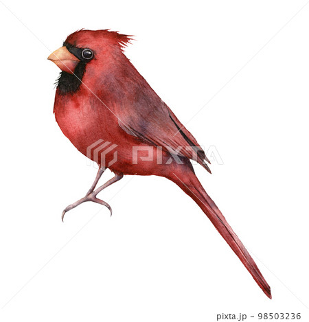 Watercolor red cardinal. Hand painted greeting card with bird isolated on white background. Christmas illustration for design, print, fabric or background. Winter bird. Watercolor red cardinal. Hand painted greeting card with bird isolated on white background. Christmas illustration for design, print, fabric or background. Winter bird. 98503236