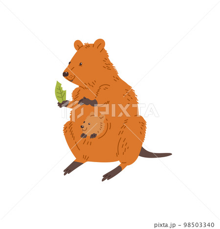 necoページquokka Cuteness Break: The Genial Quokka Steals Scenes And Hearts