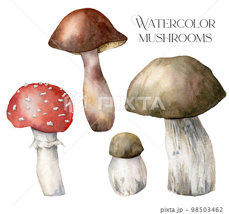 Watercolor autumn set with mushrooms. Hand painted amanita muscaria and boletus isolated on white background. Botanical forest illustration for design, print or background. Watercolor autumn set with mushrooms. Hand painted amanita muscaria and boletus isolated on white background. Botanical forest illustration for design, print or background. 98503462