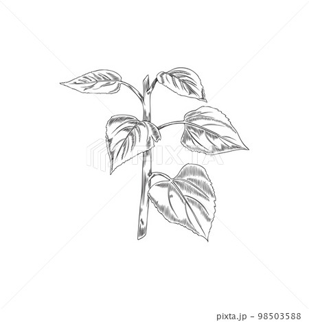 Hand drawn monochrome sunflower's stem with leaves sketch style 98503588