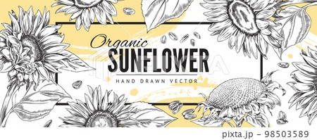 Organic sunflower plant banner in hand drawn sketch style, vector illustration. 98503589