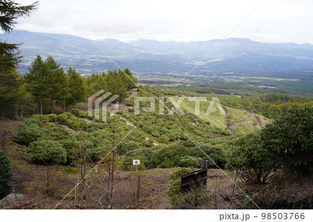 群馬県嬬恋村 秋の浅間高原シャクナゲ園内の景色 背景は四阿山方面 2022年10月12日 群馬県嬬恋村 秋の浅間高原シャクナゲ園内の景色 背景は四阿山方面 2022年10月12日 98503766