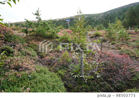 シャクナゲ園から登るハイキング道に繁茂するクロマメノキの紅葉 尾根山頂付近 2022年10月12日 シャクナゲ園から登るハイキング道に繁茂するクロマメノキの紅葉 尾根山頂付近 2022年10月12日 98503773