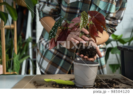 Transplanting a home plant Begonia maculata into a pot with a face. A woman plants a stalk with roots in a new soil. Caring for a potted plant, hands close-up Transplanting a home plant Begonia maculata into a pot with a face. A woman plants a stalk with roots in a new soil. Caring for a potted plant, hands close-up 98504120