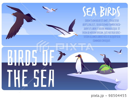 Sea birds informational web banners set, flat vector illustration. 98504455