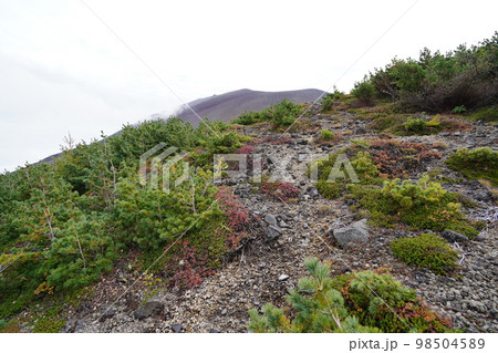 秋のシャクナゲ園から浅間の鋸岳に登る登山道から浅間の鋸岳方面を見る　2022年10月12日 98504589