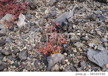 秋のシャクナゲ園から浅間の鋸岳に登る登山道　紅葉するクロマメノキ　2022年10月12日 98504590