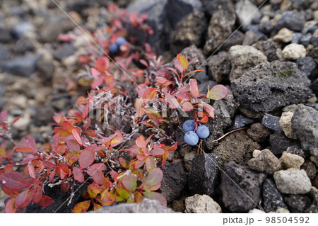 秋のシャクナゲ園から浅間の鋸岳に登る登山道　紅葉するクロマメノキ　2022年10月12日 98504592