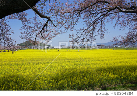 桜咲く藤原宮跡菜の花花園, 橿原市, 奈良県, 日本 98504884