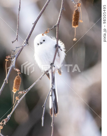 北海道　シマエナガ　鳥　野鳥　かわいい　北海道三大かわいい 98505495