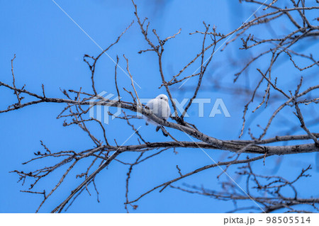 北海道　シマエナガ　鳥　野鳥　かわいい　北海道三大かわいい 98505514