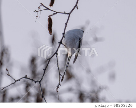 北海道 シマエナガ 鳥 野鳥 かわいい 北海道三大かわいい 北海道 シマエナガ 鳥 野鳥 かわいい 北海道三大かわいい 98505526