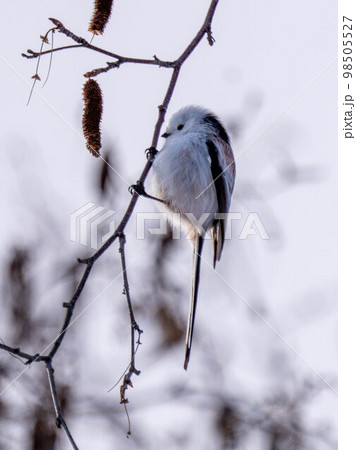 北海道 シマエナガ 鳥 野鳥 かわいい 北海道三大かわいい 北海道 シマエナガ 鳥 野鳥 かわいい 北海道三大かわいい 98505527