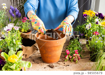 Woman transplanting a flower Antirrhinum 98505679