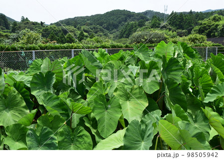 里芋畑 98505942