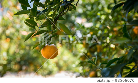 Ripe and fresh oranges hanging on branch, orange orchard. Orange on tree. Orange garden. 98506070