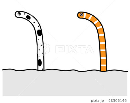 チンアナゴとニシキアナゴ 98506146