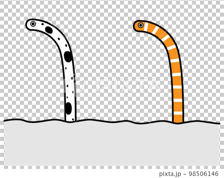 チンアナゴとニシキアナゴ 98506146