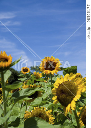 青空の下、向日葵畑にヒマワリの花が咲いています。ひまわりの品種の名前はビンセントオレンジです。 青空の下、向日葵畑にヒマワリの花が咲いています。ひまわりの品種の名前はビンセントオレンジです。 98506177