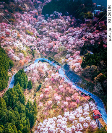 奈良県吉野山千本桜をドローンで空撮 98506196