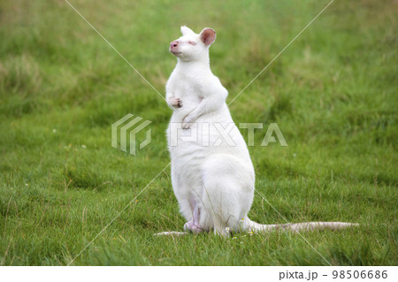 White colored albino wallaby sitting in the green grass in a zoological park, Australian kangaroo White colored albino wallaby sitting in the green grass in a zoological park, Australian kangaroo 98506686