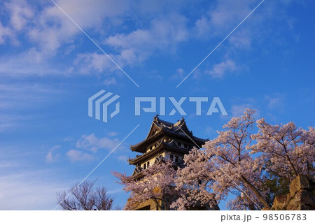 兵庫県洲本市　桜の時期の洲本城 98506783