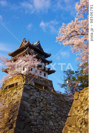 兵庫県洲本市　桜の時期の洲本城 98506791