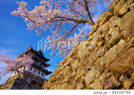 兵庫県洲本市 桜の時期の洲本城 兵庫県洲本市 桜の時期の洲本城 98506799