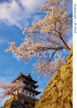 兵庫県洲本市 桜の時期の洲本城 兵庫県洲本市 桜の時期の洲本城 98506800