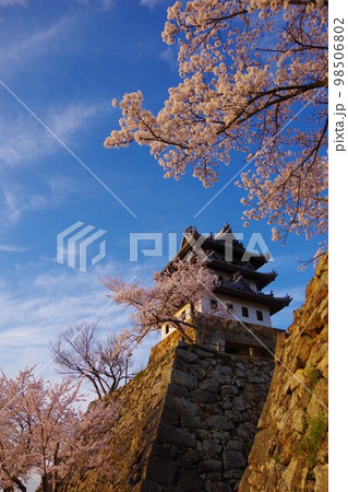 兵庫県洲本市　桜の時期の洲本城 98506802