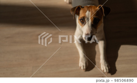 Top view of jack russell terrier dog on wooden floor.  Top view of jack russell terrier dog on wooden floor.  98506890