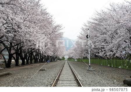 春 屋外 桜 98507075