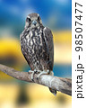 Tailed Hawk on a tree. 98507477