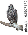Tailed Hawk perched on a tree. Isolated on a white background. 98507479