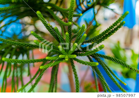 Young Araucaria. 98507997