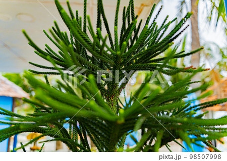 Young Araucaria. 98507998