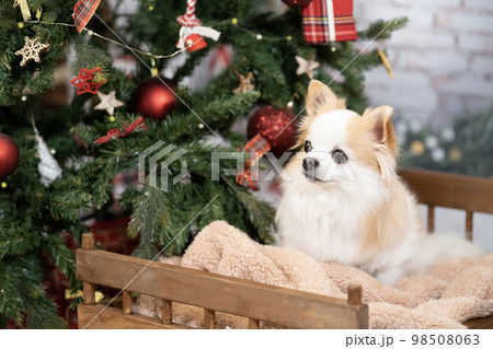 クリスマスツリーとベッドにのったチワワ 98508063
