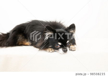 伏せた黒いチワワ 98508235