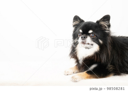 伏せた黒いチワワ 98508281