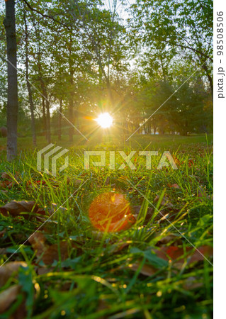 Bright rays of sun make their way through green grass. Autumn forest in sunny weather. 98508506