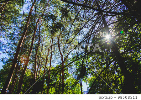 Glimpses of sun through dense forest. Pine forest in sun's rays. Glimpses of sun through dense forest. Pine forest in sun's rays. 98508511