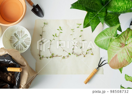 Transplanting plant in pots on white table. Concept of home garden. Taking care of home plants. Transplanting plant in pots on white table. Concept of home garden. Taking care of home plants. 98508732