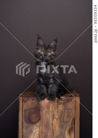black maine coon kitten portrait on dark brown background black maine coon kitten portrait on dark brown background 98509334