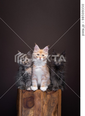 group of three different colored maine coon kittens sitting side by side 98509350