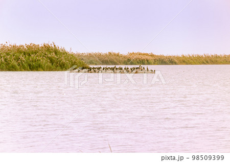 Al Karaana Lagoon for watching Migratory Birds in Qatar 98509399