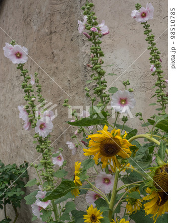 At the danube river in the austrian wachau At the danube river in the austrian wachau 98510785