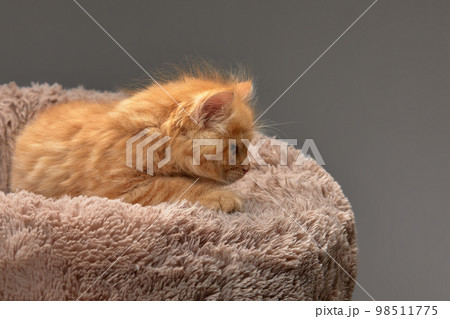 A cute fluffy ginger kitten lies on a soft ottoman for cats on a gray background, copyspace, gray background. A cute fluffy ginger kitten lies on a soft ottoman for cats on a gray background, copyspace, gray background. 98511775
