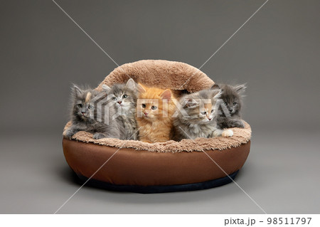 Five fluffy kittens lie on a brown sheepskin bed and look ahead, gray background, copy space. 98511797