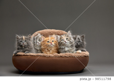 Five fluffy kittens lie on a brown sheepskin bed and look ahead, gray background, copy space 98511798